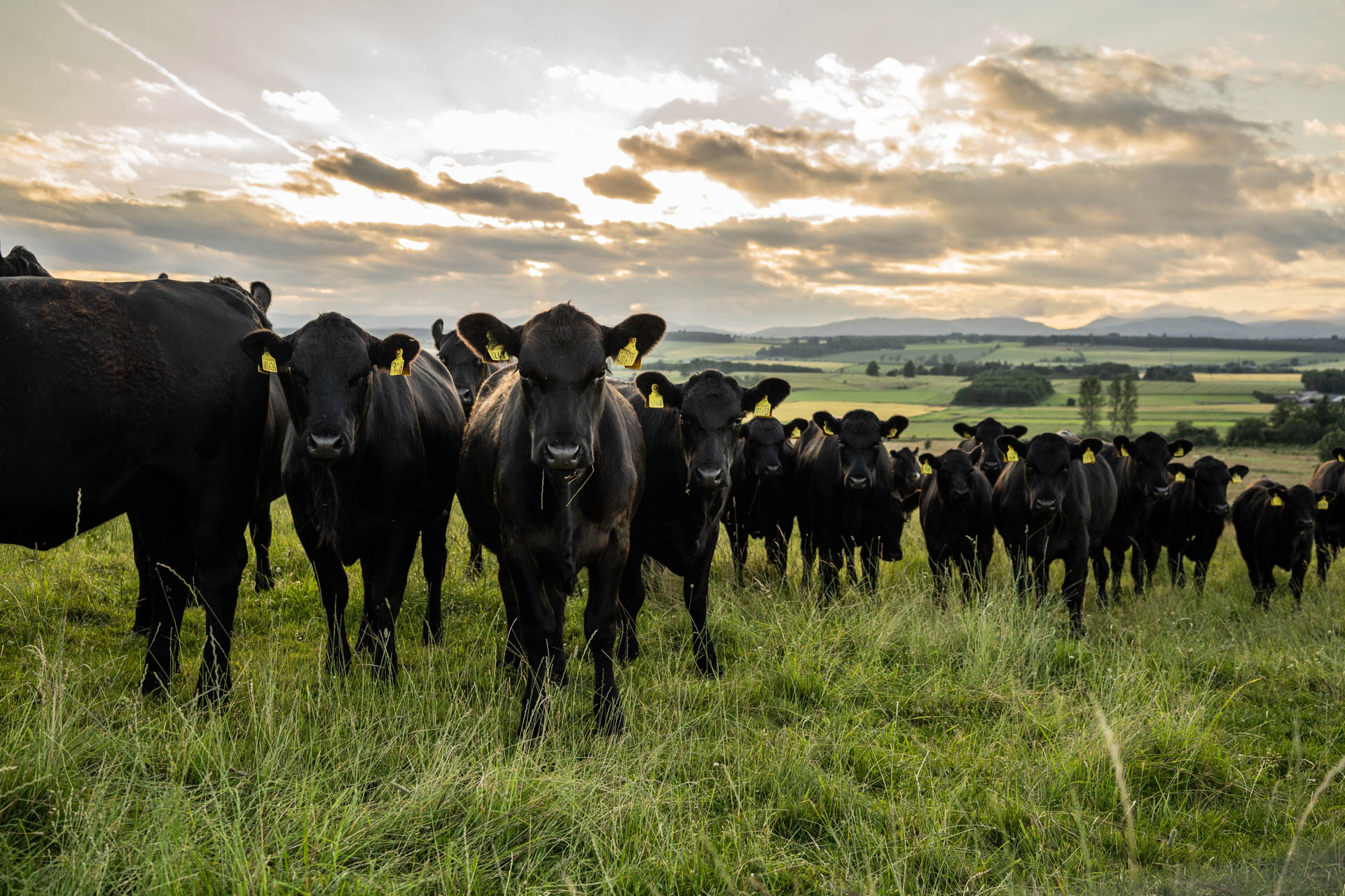 Cattle grazing in a field