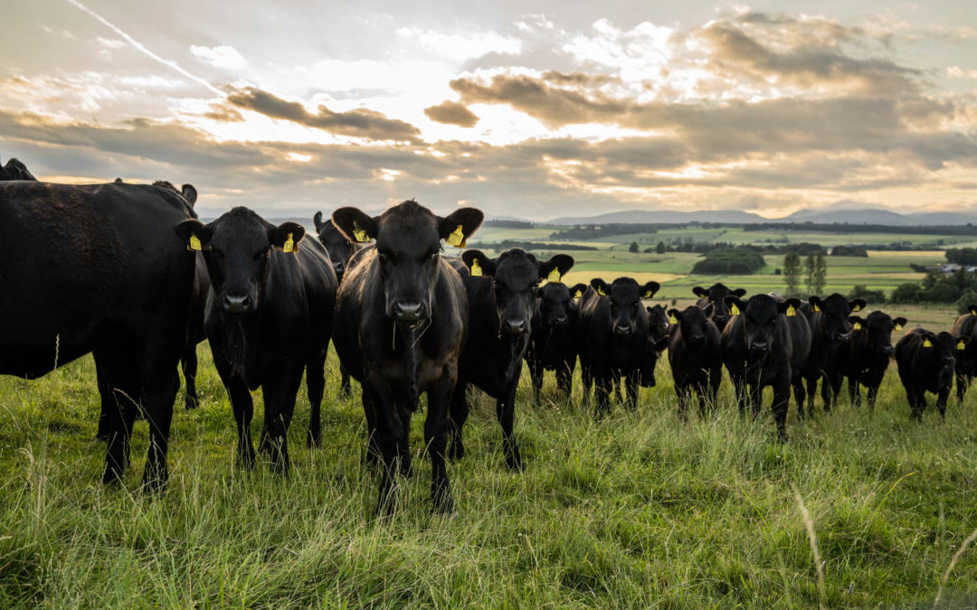 Pastoral farming for climate friendly beef